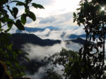 No momento você está vendo Vitória no Equador – tribunal decide em favor da floresta de Los Cedros